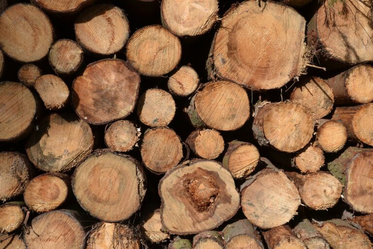 Thailand’s wood exports surged first four months of 2023