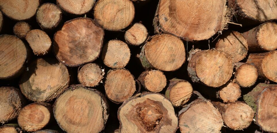 bg-tree-trunks-04 bg-tree-trunks-04